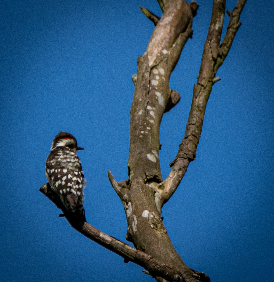 Brown-capped Pygmy Woodpecker - ML642583138