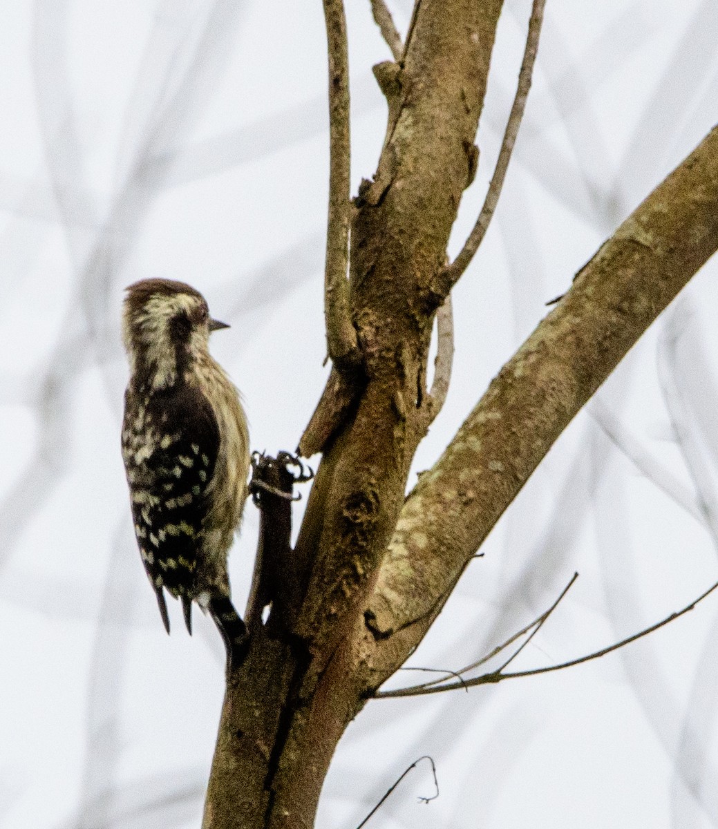 Brown-capped Pygmy Woodpecker - ML642583139