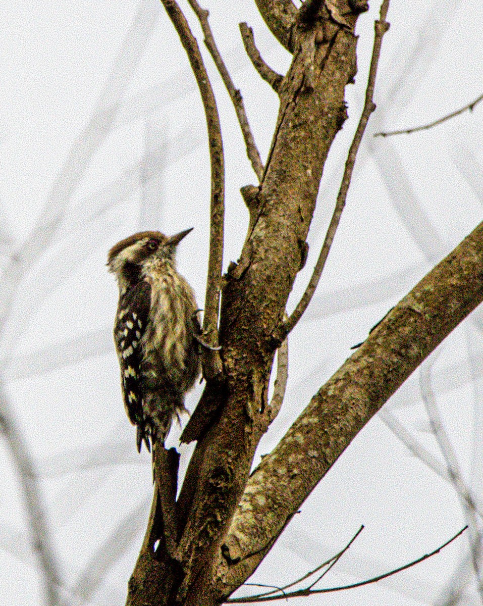 Brown-capped Pygmy Woodpecker - ML642583140