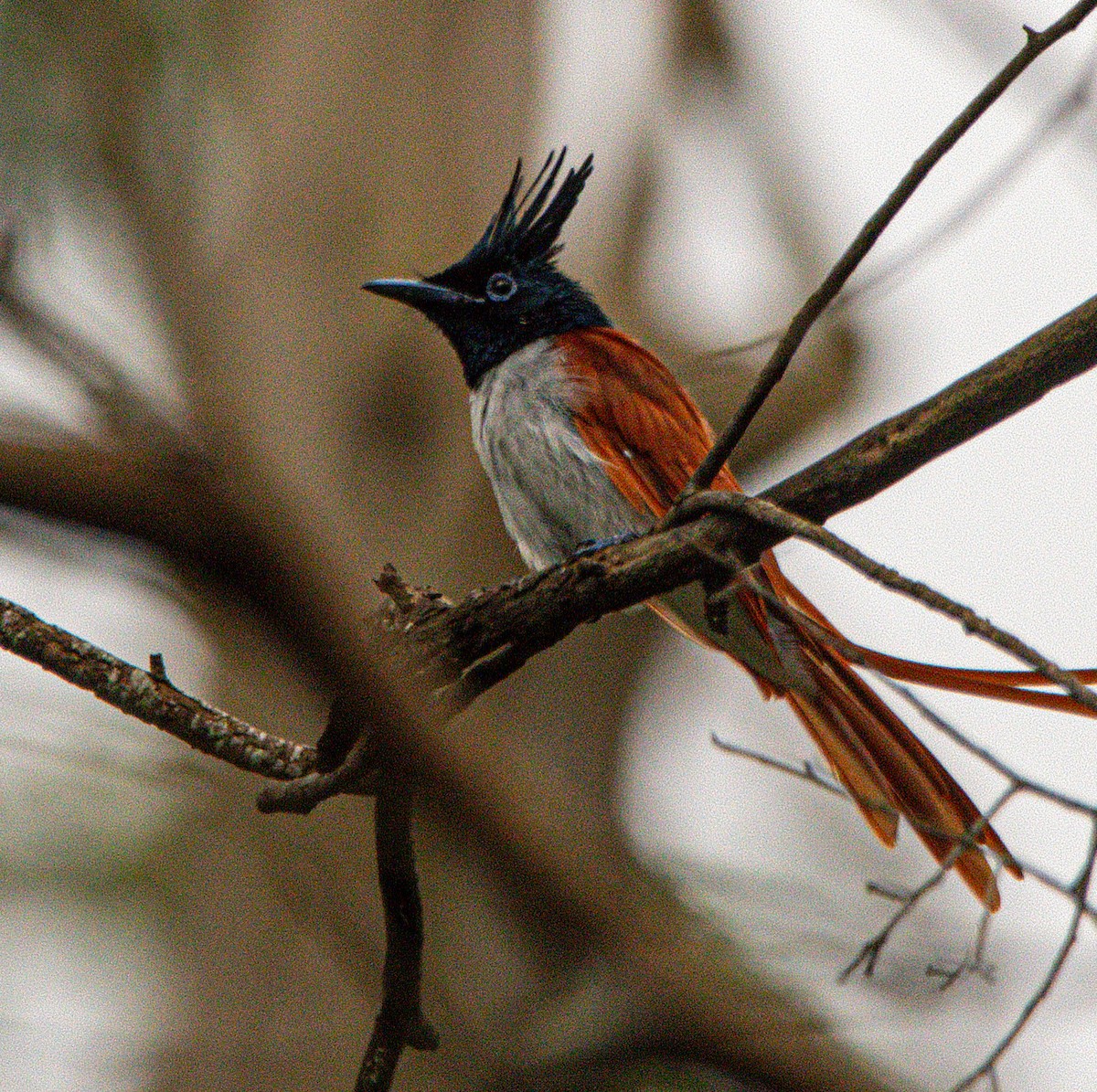 Indian Paradise-Flycatcher - ML642583162