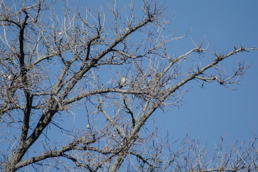 White-crested Elaenia - ML642583182