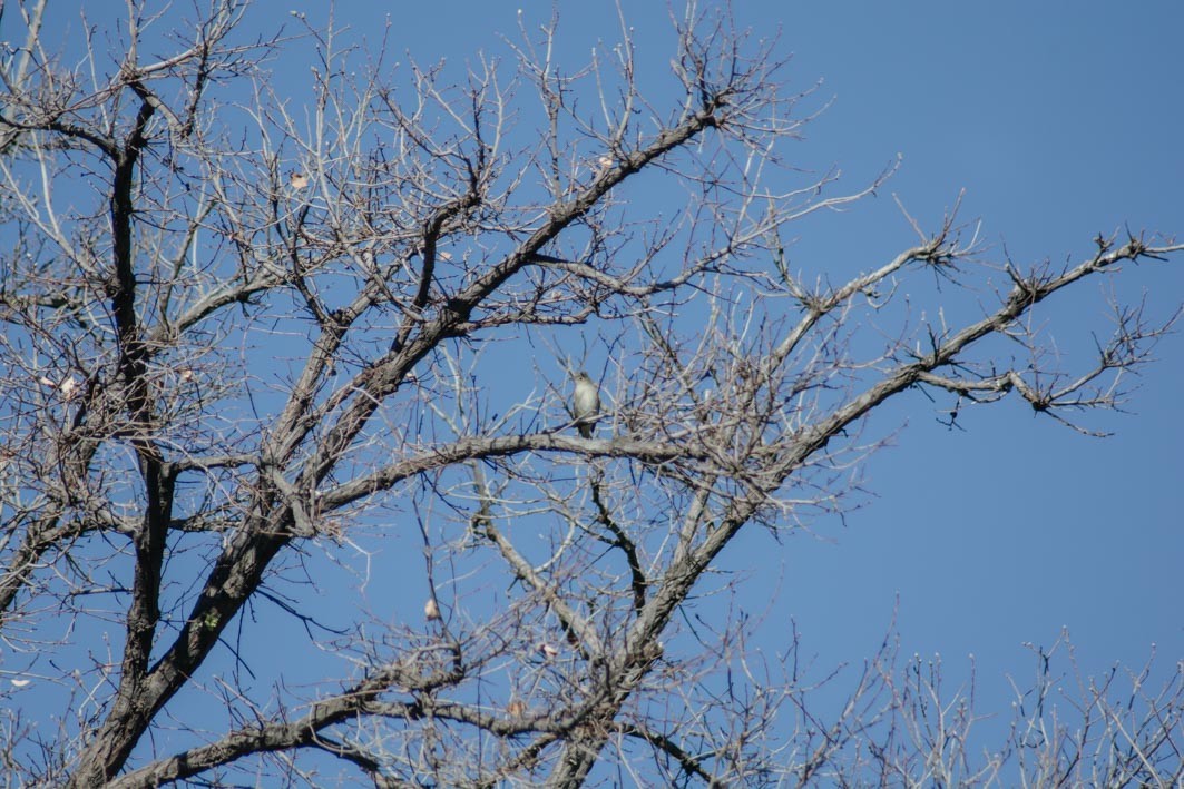 White-crested Elaenia - ML642583183