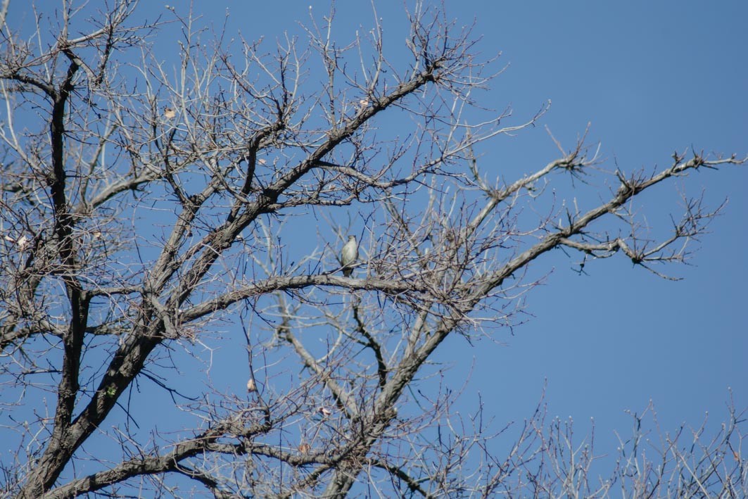 White-crested Elaenia - ML642583184