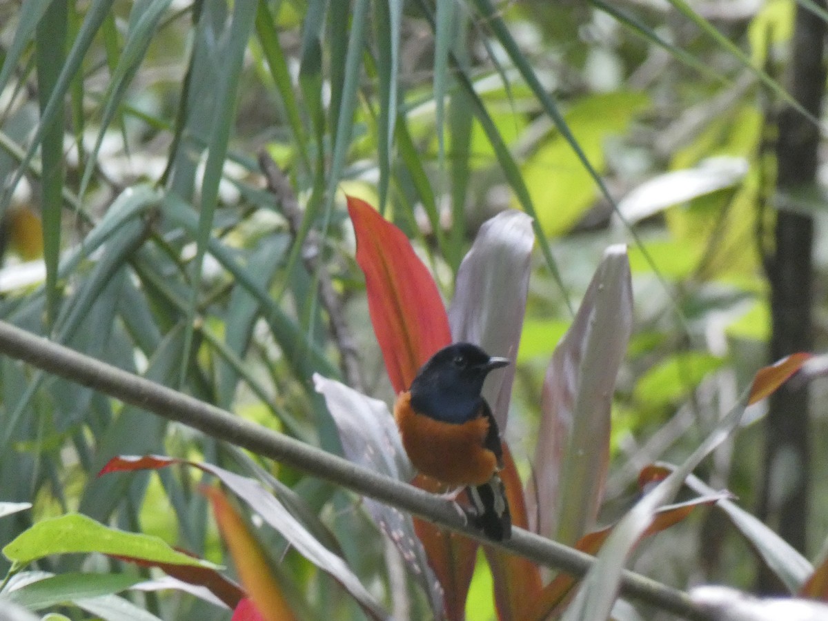 White-rumped Shama - ML642583190