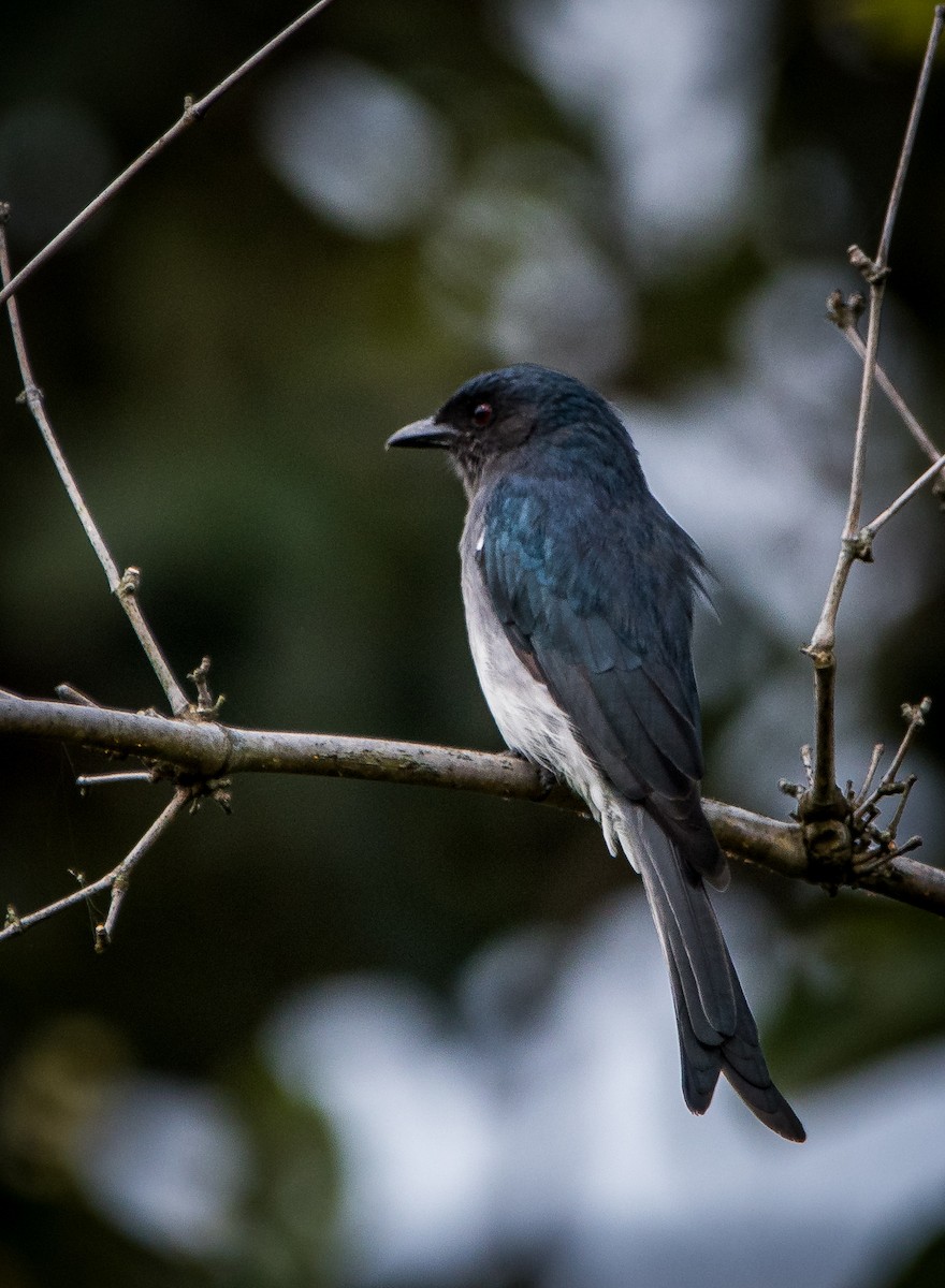 White-bellied Drongo - ML642583206