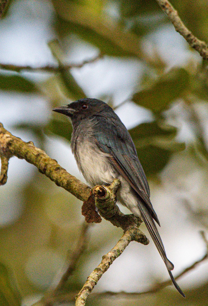 White-bellied Drongo - ML642583207