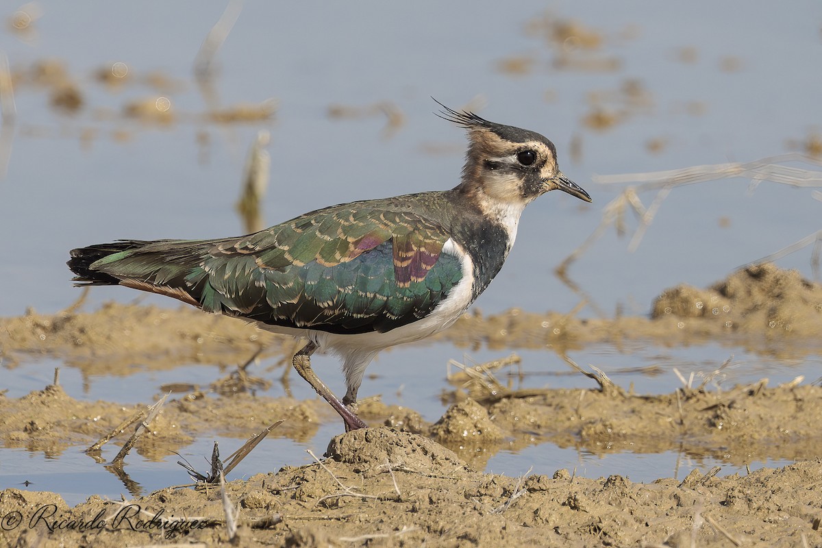 Northern Lapwing - ML642583233