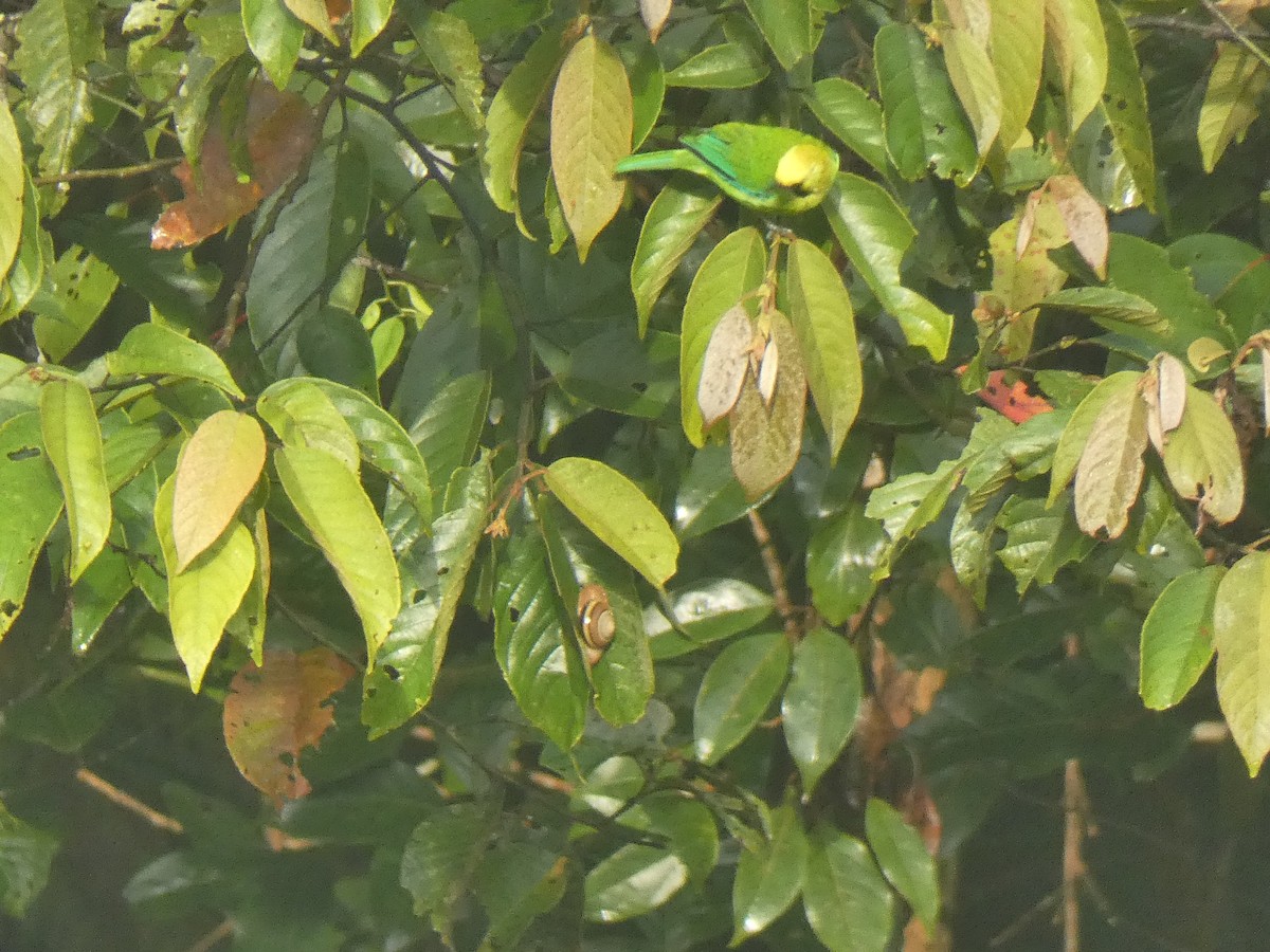 Blue-winged Leafbird - ML642583235