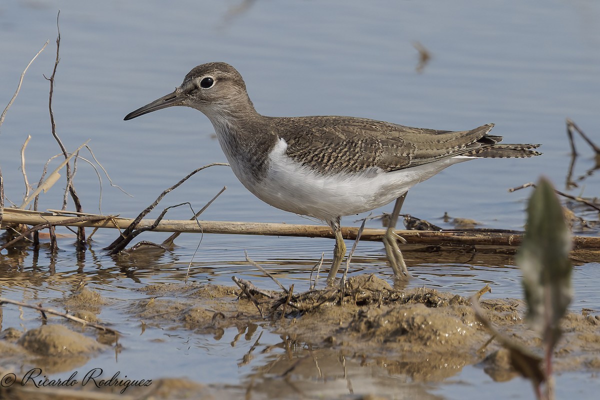 Common Sandpiper - ML642583249