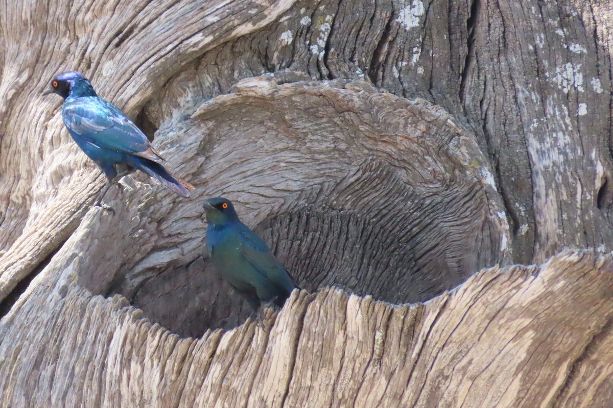 Cape Starling - ML642583253