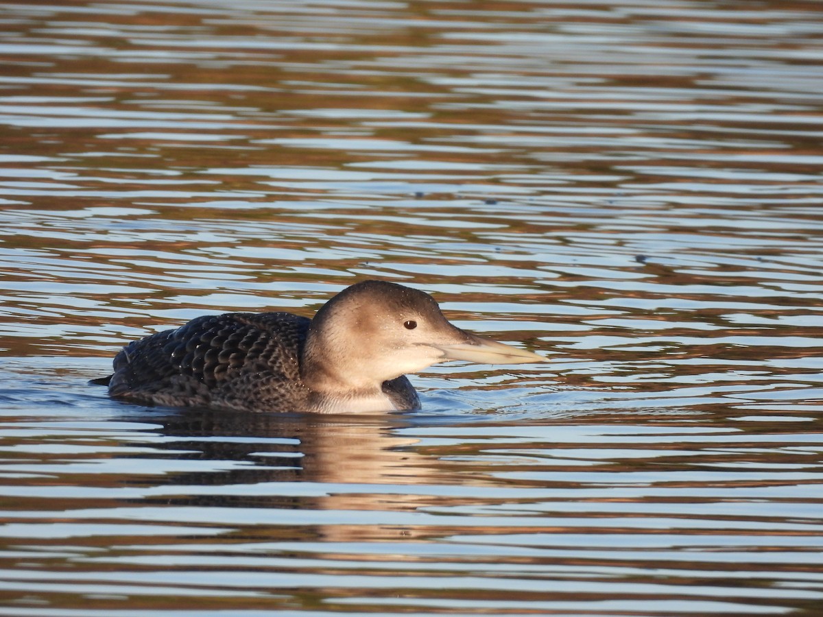 Yellow-billed Loon - ML642583254