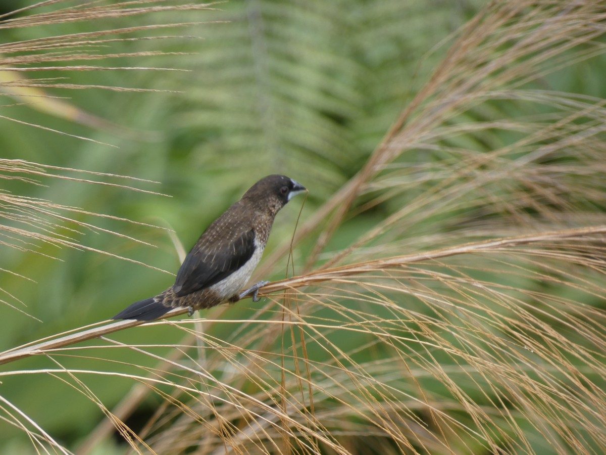 White-rumped Munia - ML642583262