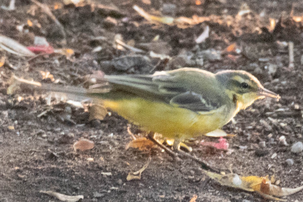 Bergeronnette printanière - ML642583266