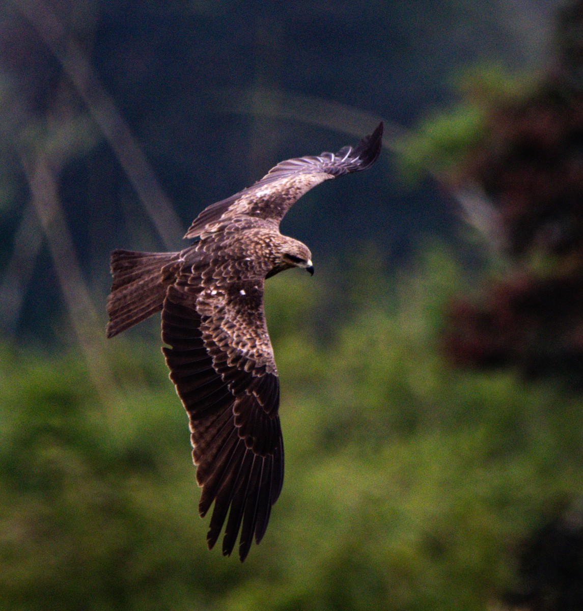 דיה שחורה - ML642583275