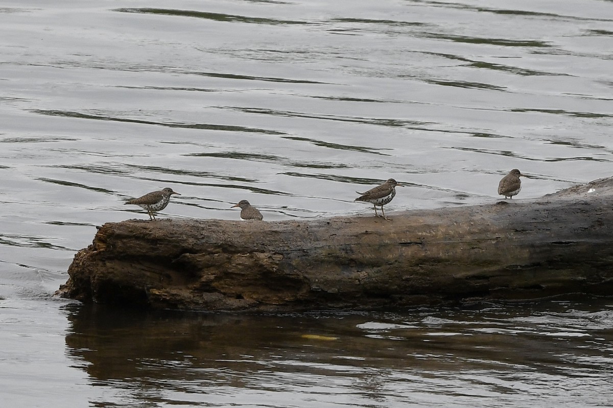 Spotted Sandpiper - ML642583282
