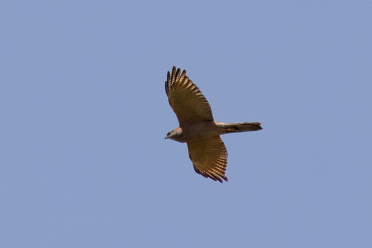Collared Sparrowhawk - ML642583333