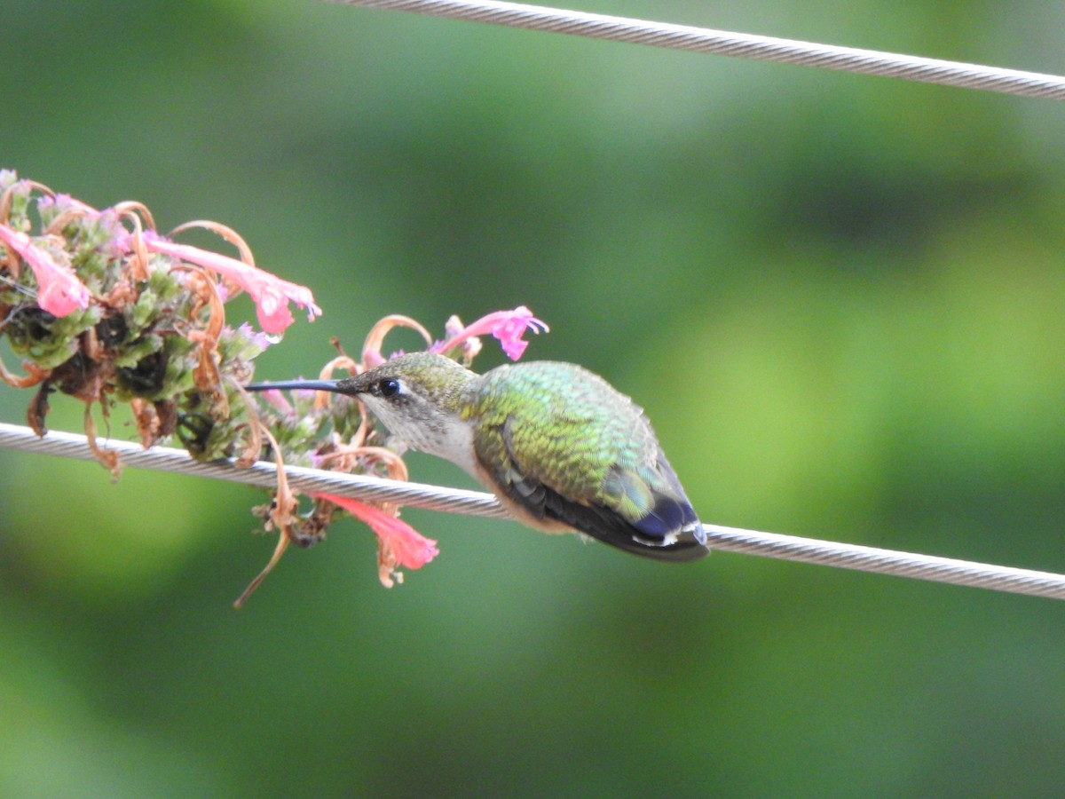 kalypta rubínohrdlá - ML642583336