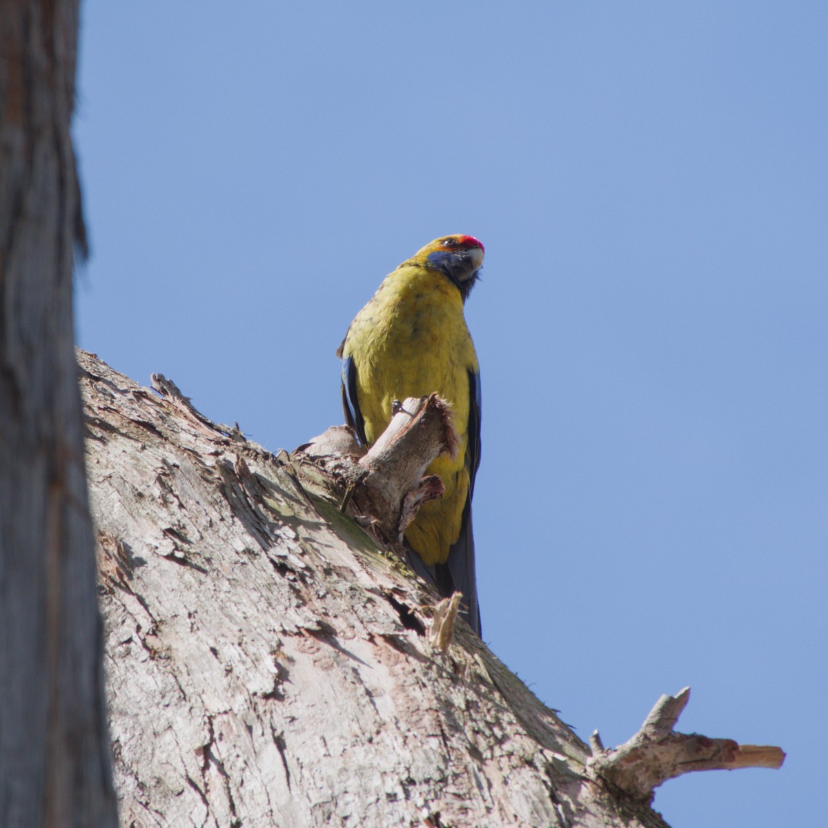 Green Rosella - ML642583338