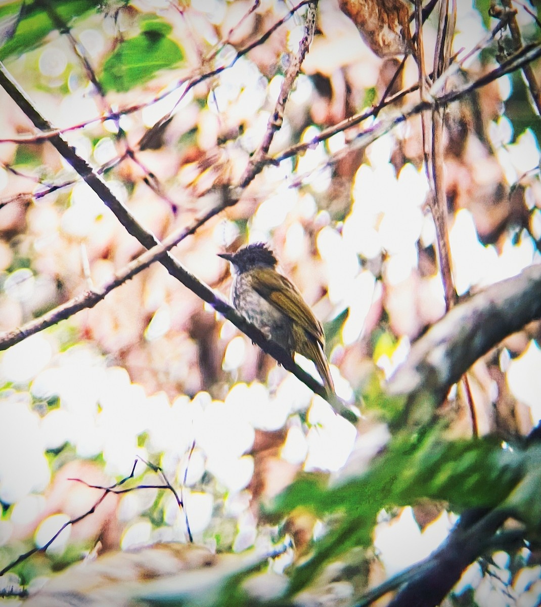 Mountain Bulbul - ML642583339