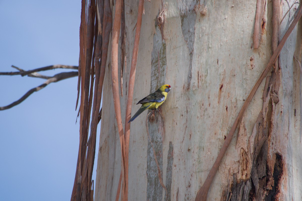 Green Rosella - ML642583340
