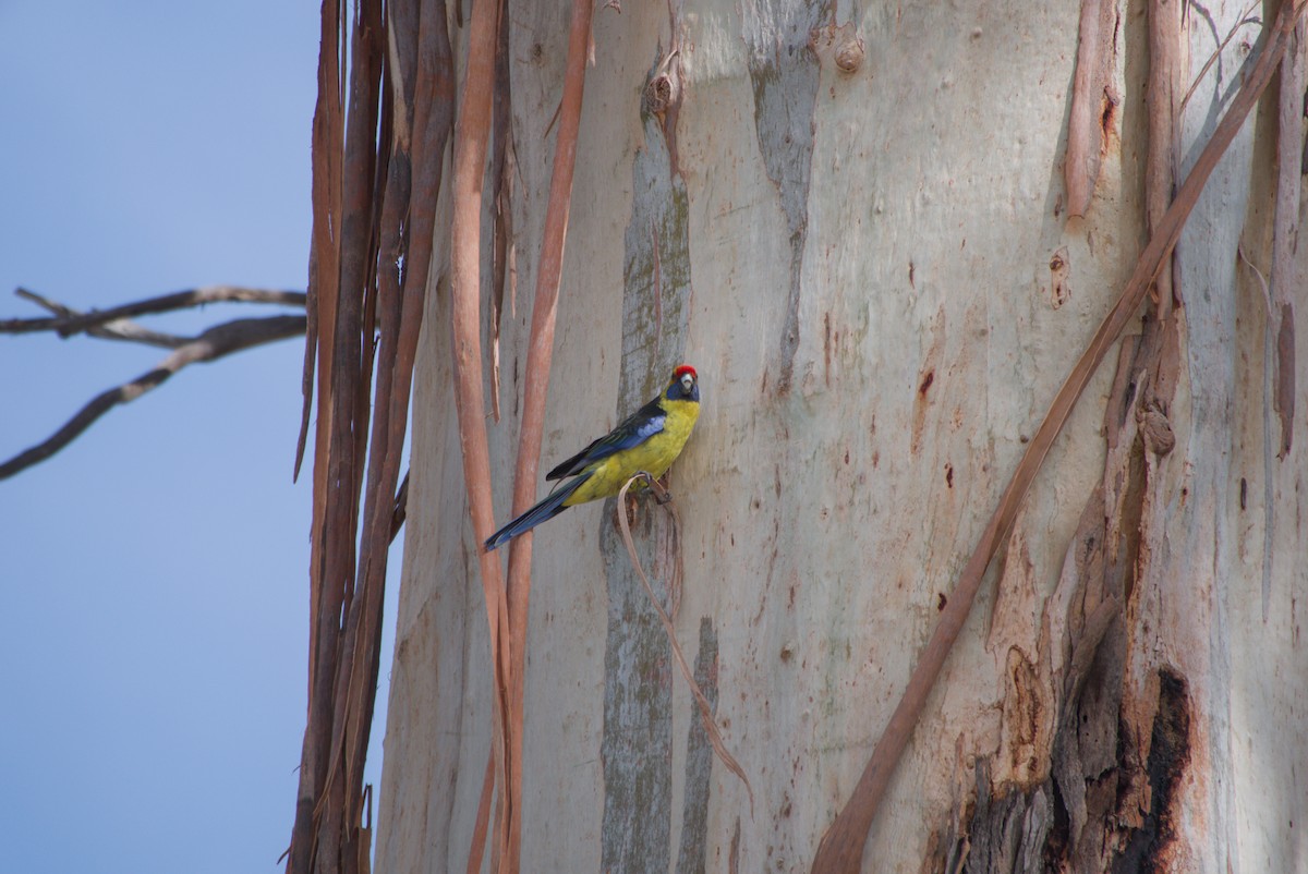 Green Rosella - ML642583342