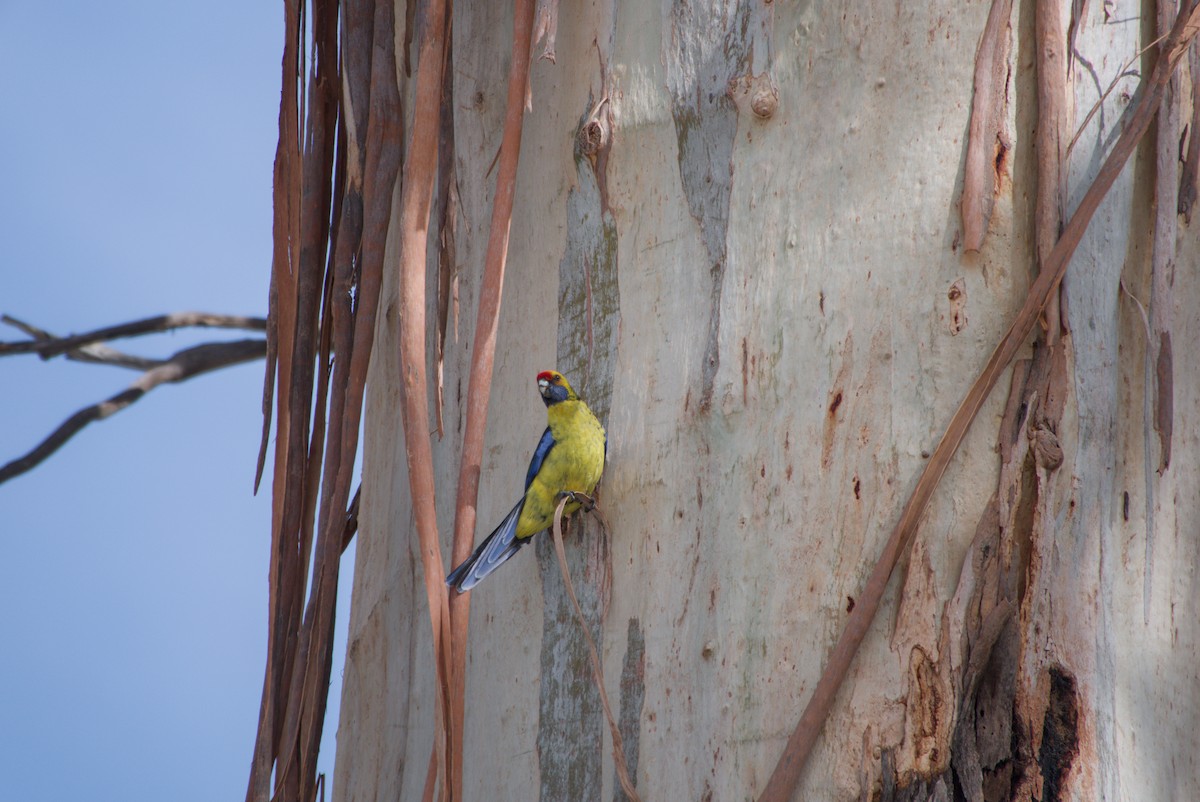 Green Rosella - ML642583343