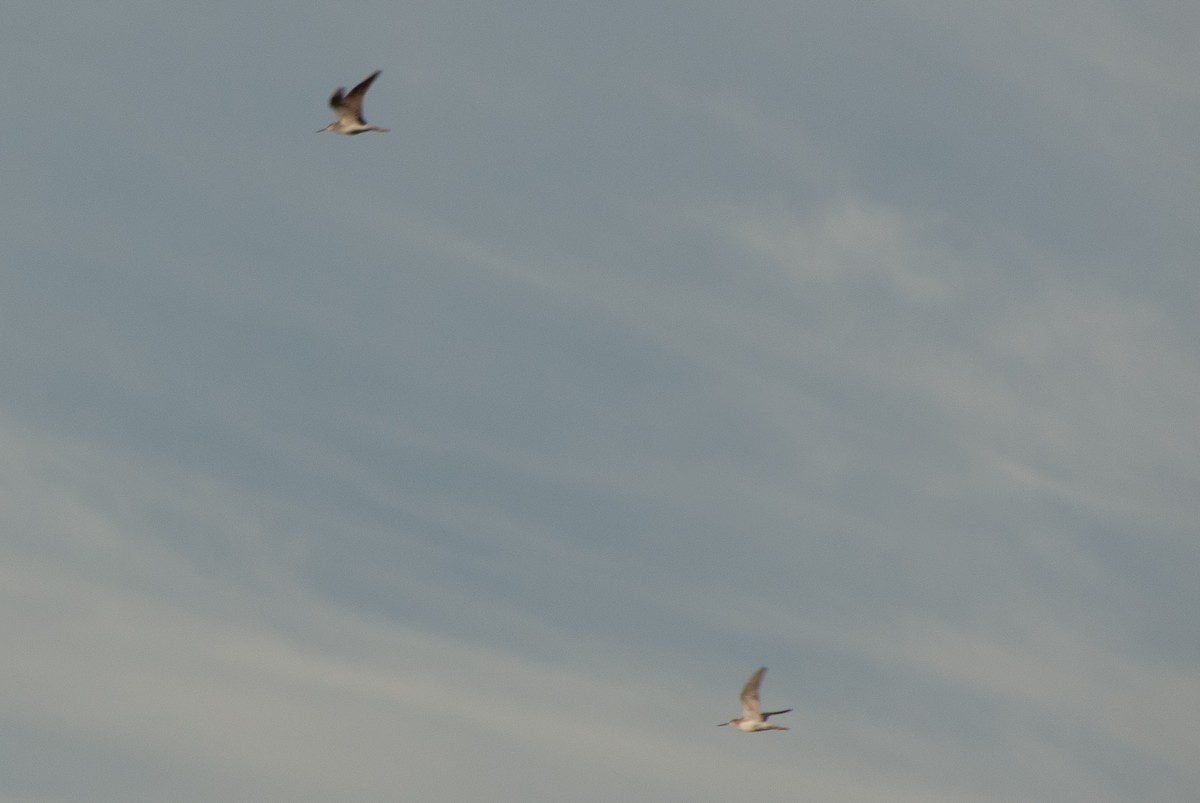 Kuliska (Tringa) sp. - ML642583358