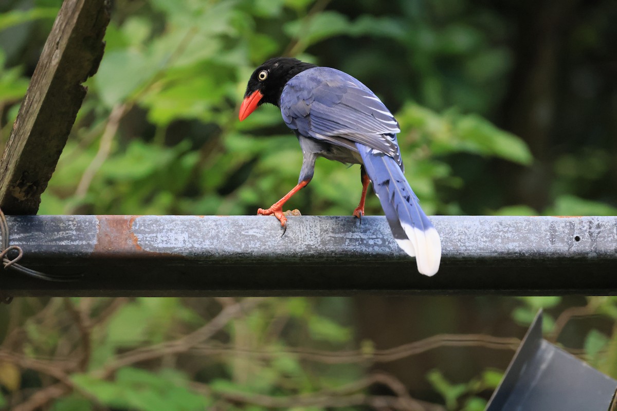 Taiwan Blue-Magpie - ML642583361
