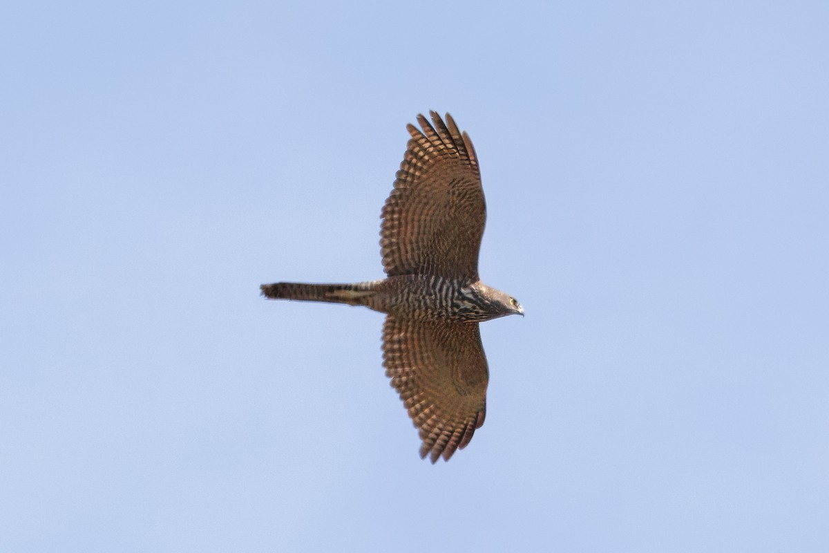 Brown Goshawk - ML642583362