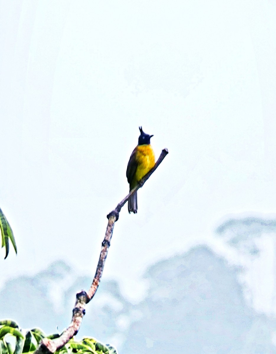 Black-crested Bulbul - ML642583366