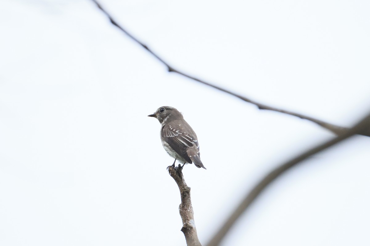 Gray-streaked Flycatcher - ML642583367