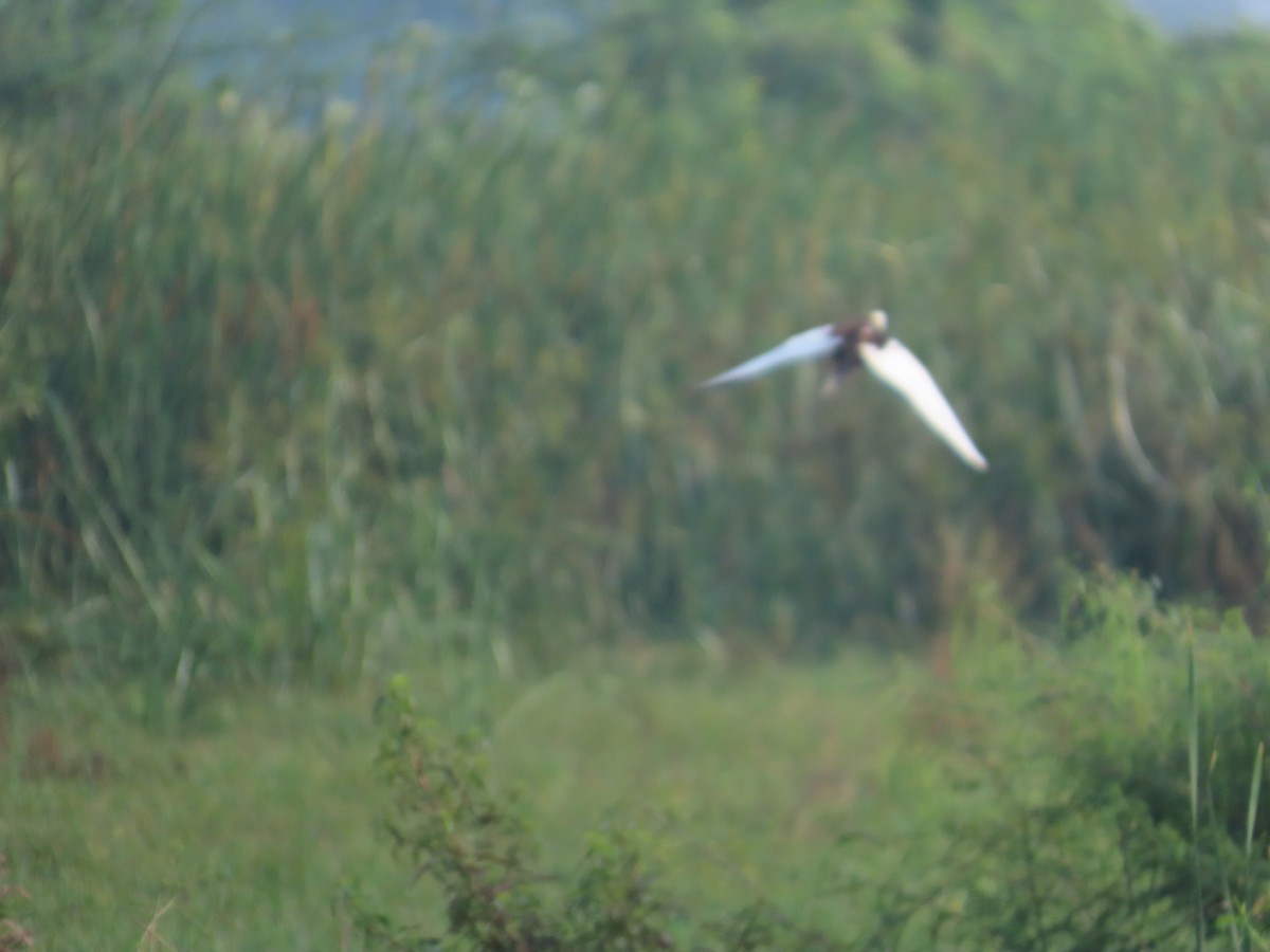 Pheasant-tailed Jacana - ML642583400