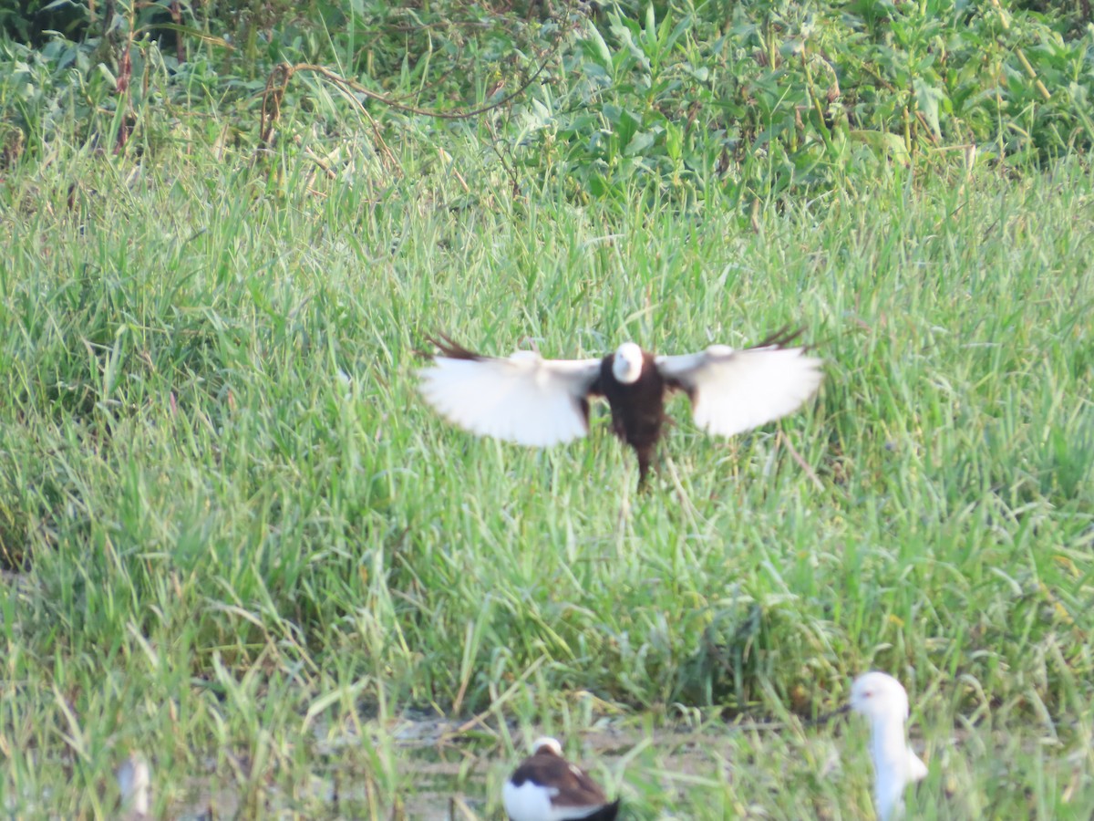 Pheasant-tailed Jacana - ML642583401