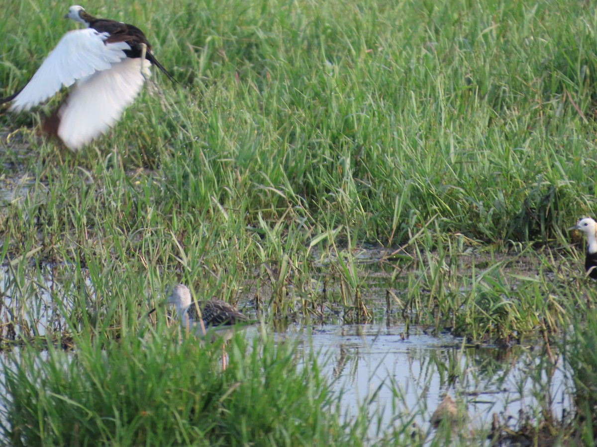 Pheasant-tailed Jacana - ML642583402