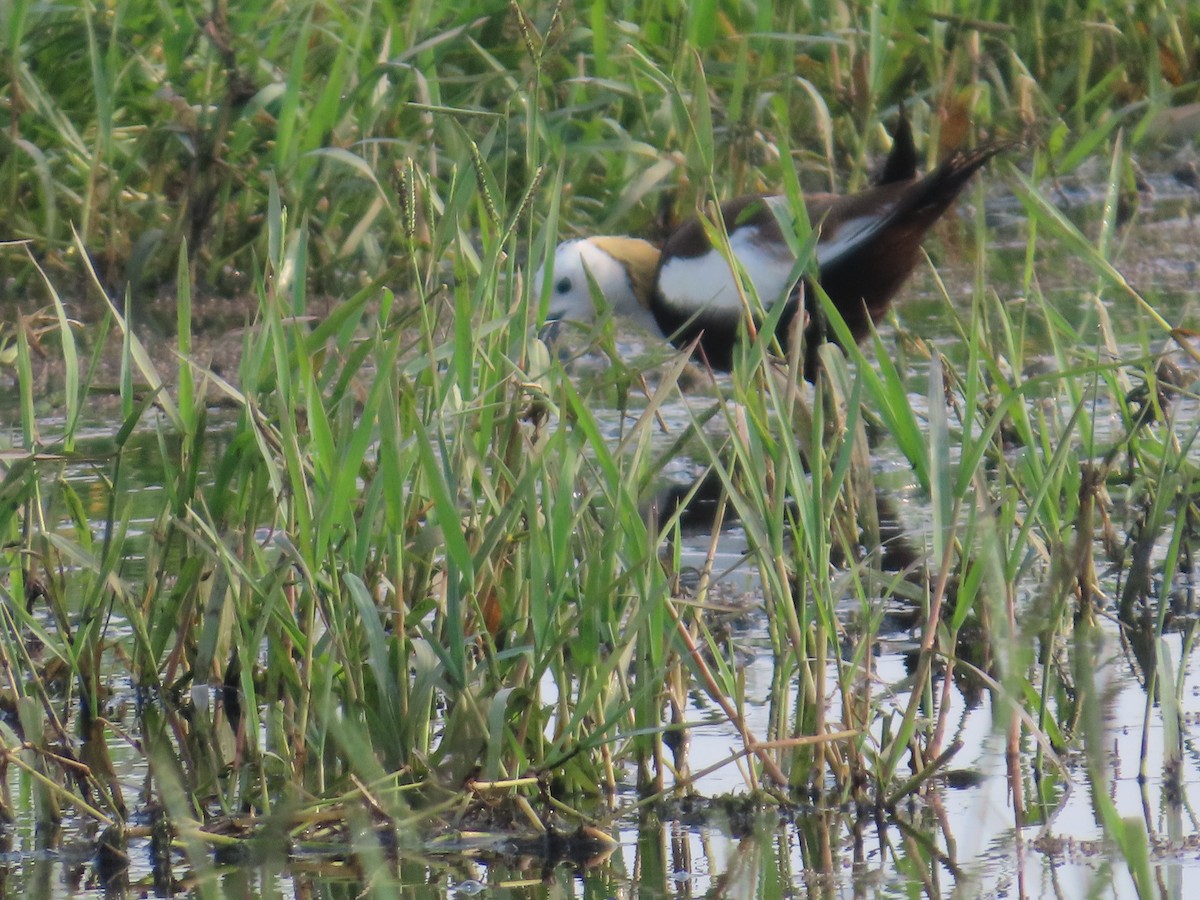 Pheasant-tailed Jacana - ML642583409