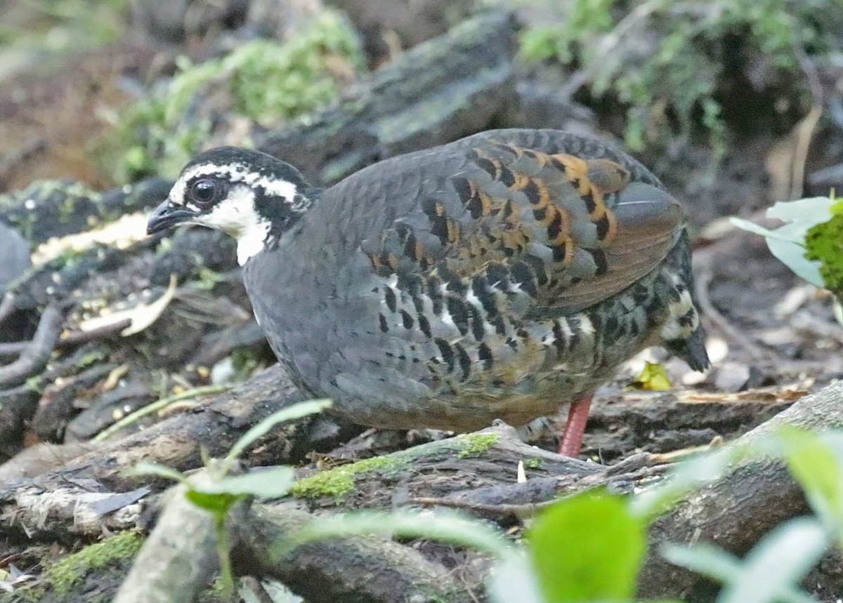 Torquéole de Horsfield - ML642583448