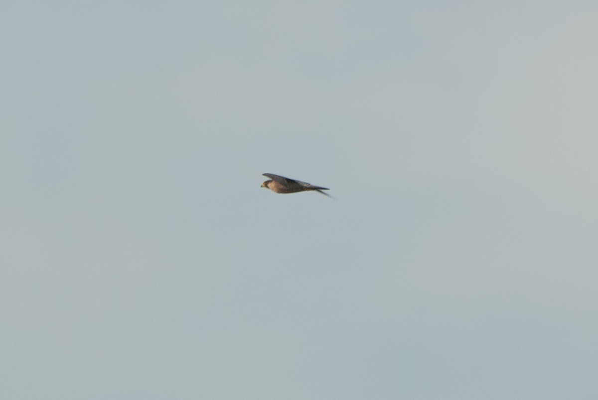 Эгэл шонхор - ML642583461