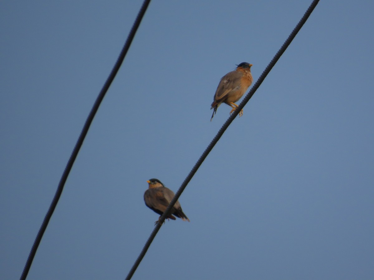 Brahminy Starling - ML642583495
