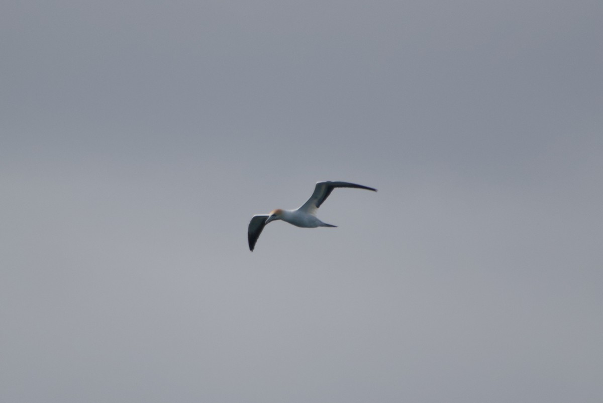 Australasian Gannet - ML642583523