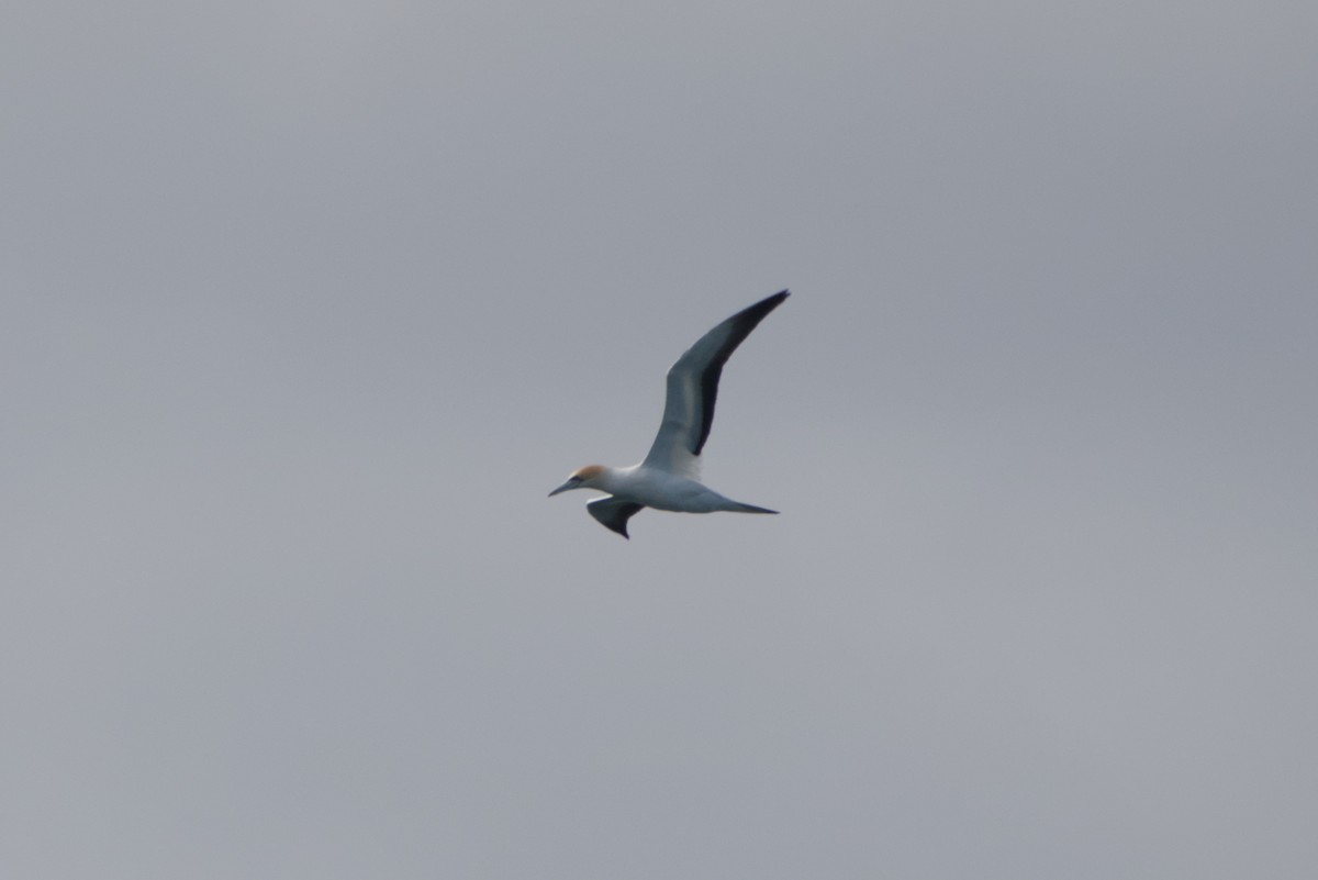 Australasian Gannet - ML642583524