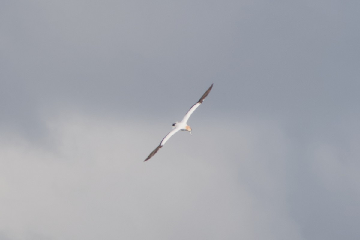 Australasian Gannet - ML642583525