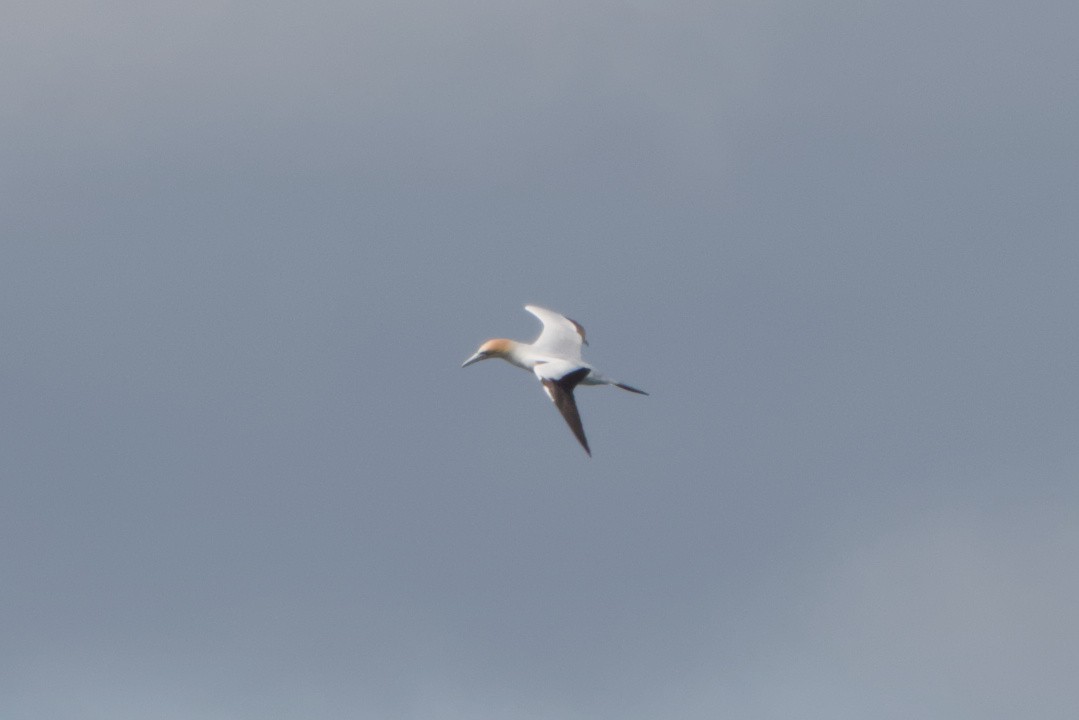Australasian Gannet - ML642583526