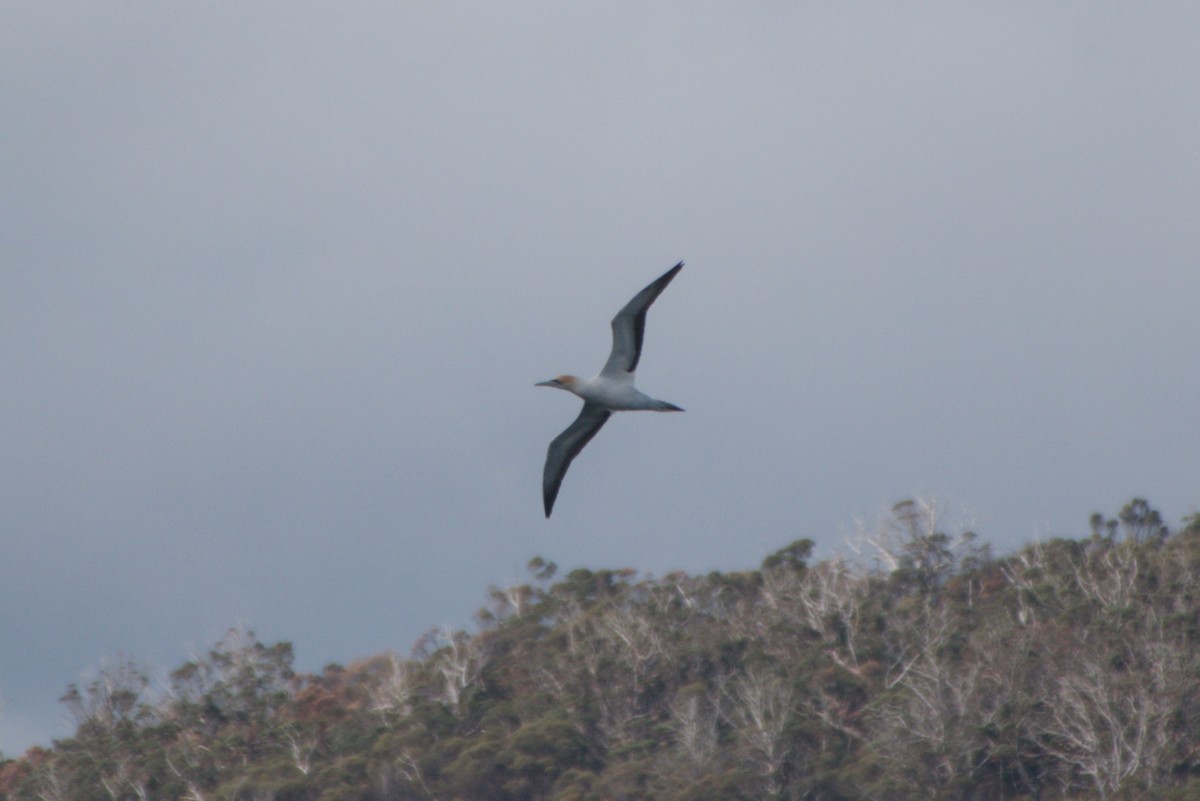 Australasian Gannet - ML642583527