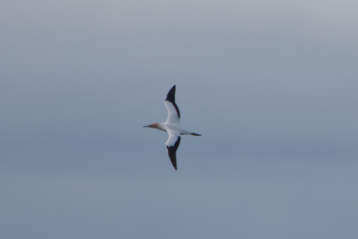 Australasian Gannet - ML642583528