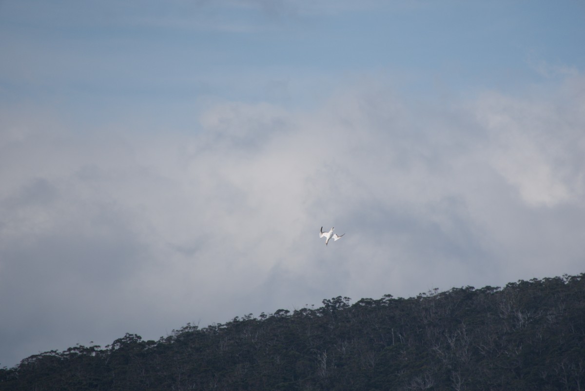 Australasian Gannet - ML642583529