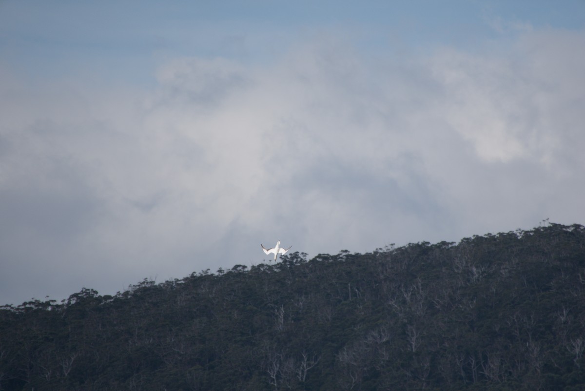Australasian Gannet - ML642583530