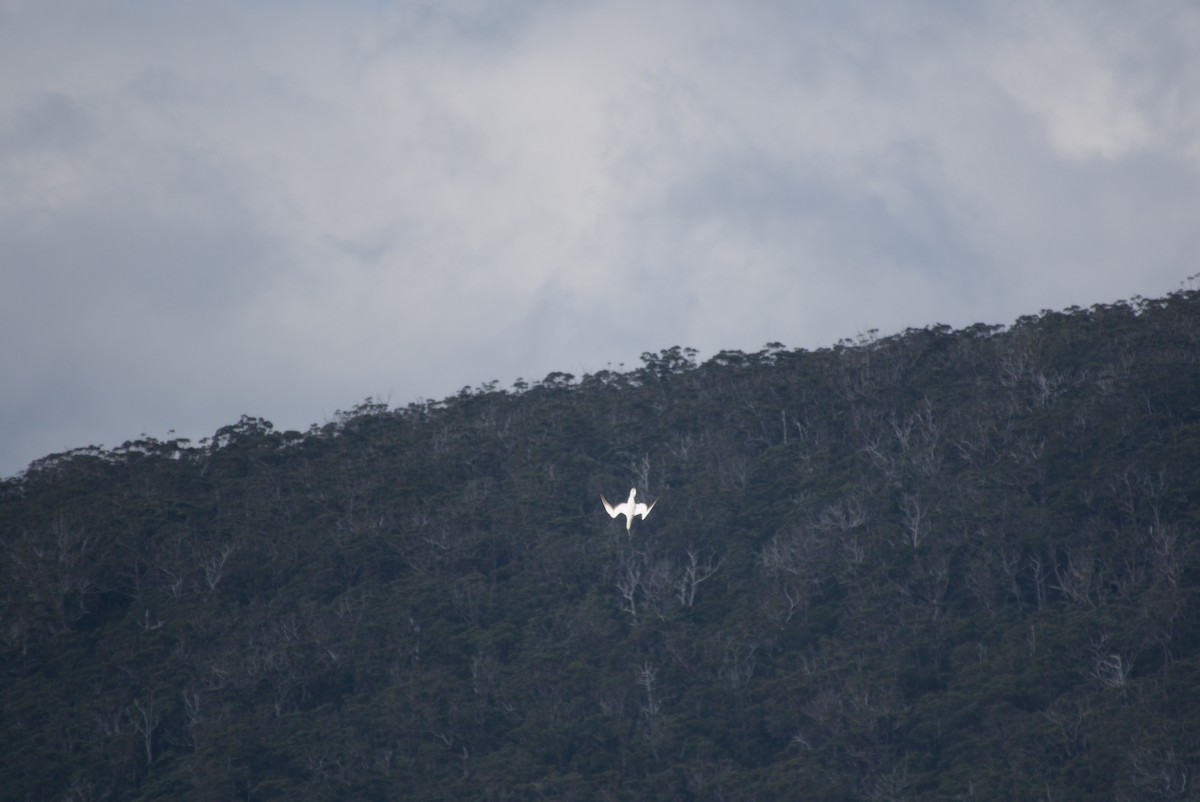 Australasian Gannet - ML642583531