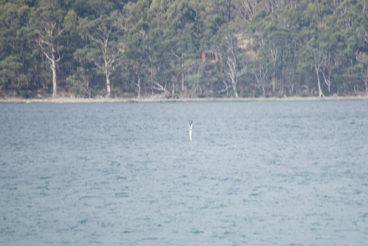 Australasian Gannet - ML642583532