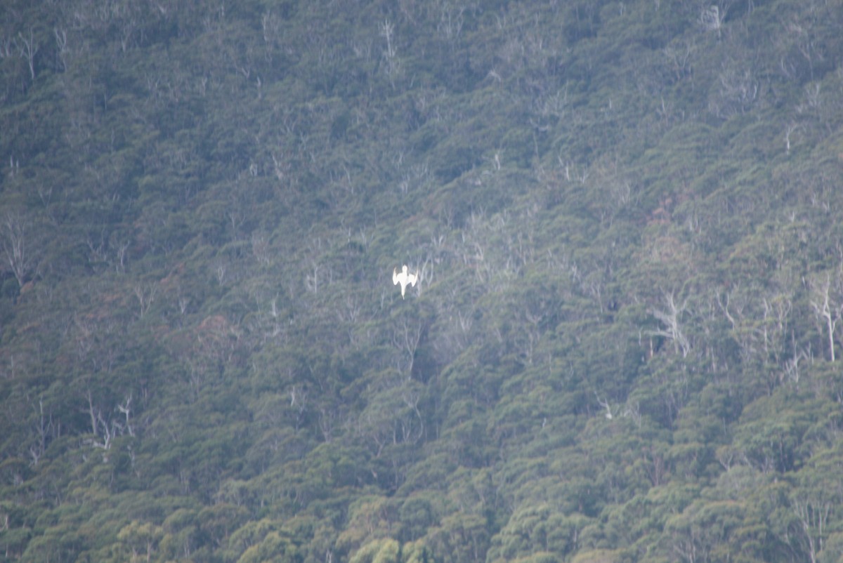 Australasian Gannet - ML642583533