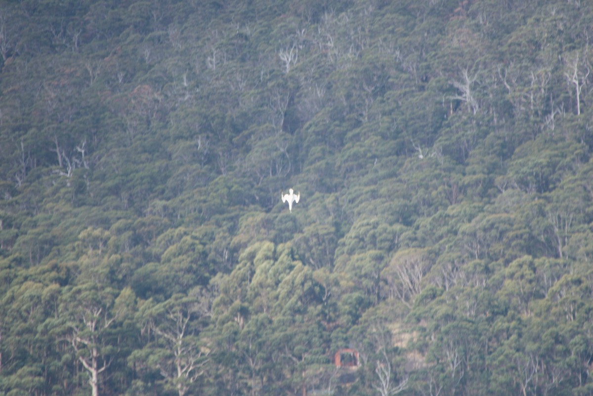Australasian Gannet - ML642583534